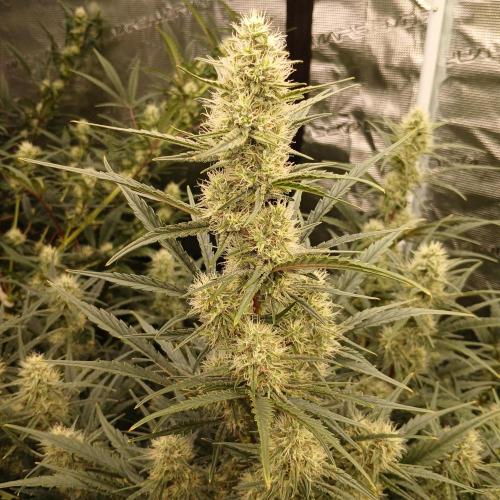 Skywalker x Ripley OG - FREEBIES. Week 7 - Day 43