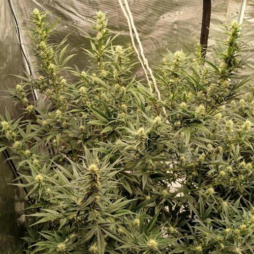 Forum Stomper x Grapewalker Kush-FREEBIE. Week 6 - Day 42