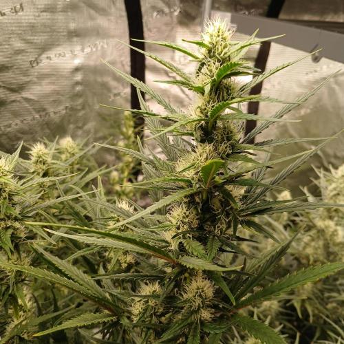 Forum Stomper x Grapewalker Kush-FREEBIE. Week 6 - Day 42