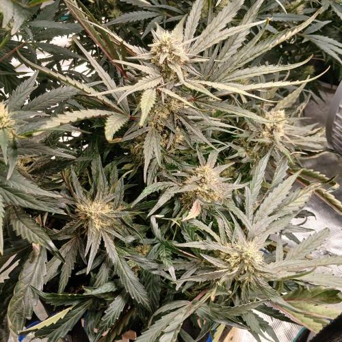 Mango Runtz. Week 7 - Day 48