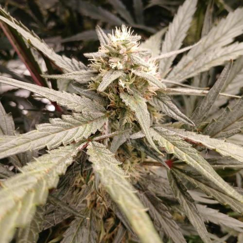 Mango Runtz. Week 7 - Day 48