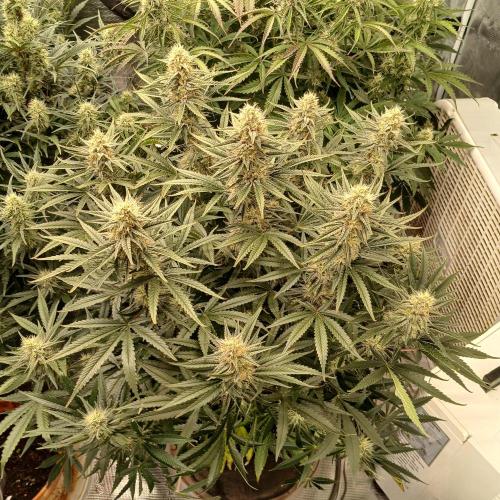 Dodgy Jammers. Week 9 - Day 58