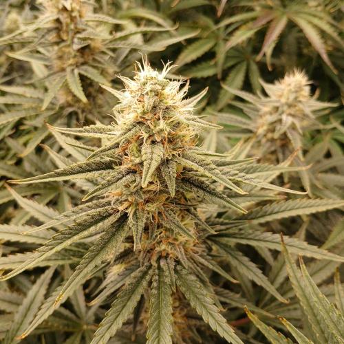 Dodgy Jammers. Week 9 - Day 58