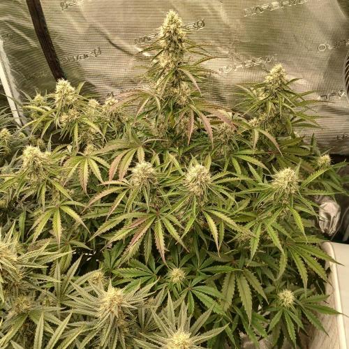 Beary Berry Punch. Week 7 - Day 47