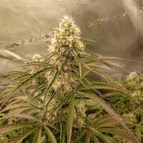 Beary Berry Punch. Week 7 - Day 47