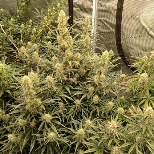 Skywalker x Ripley OG - FREEBIES. Week 7 - Day 44