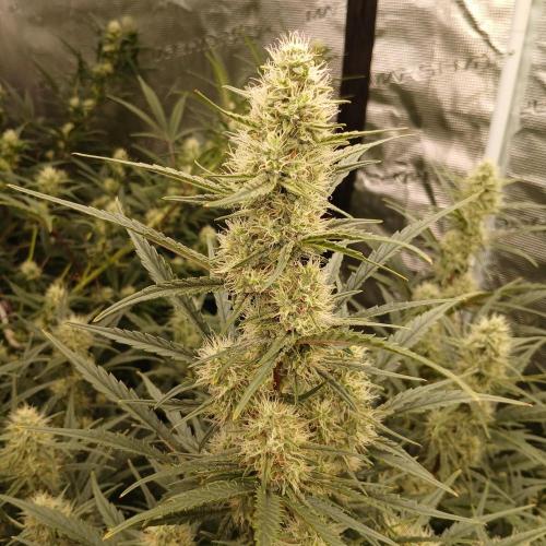 Skywalker x Ripley OG - FREEBIES. Week 7 - Day 44