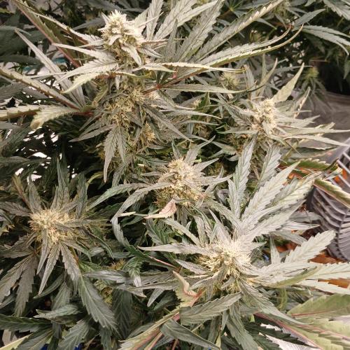 Mango Runtz. Week 7 - Day 49