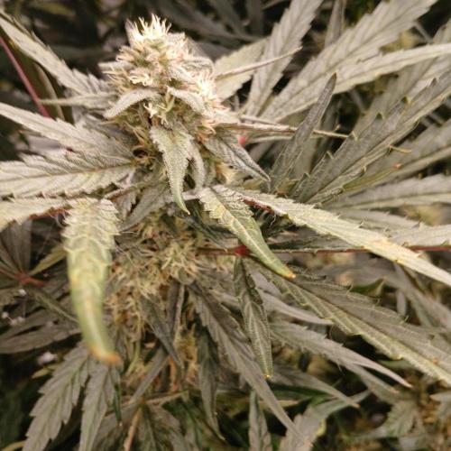 Mango Runtz. Week 7 - Day 49