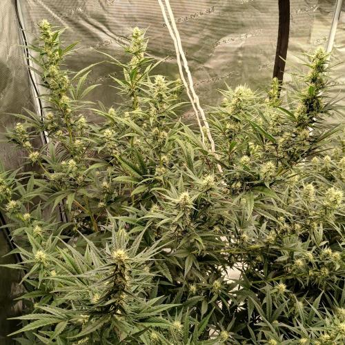 Forum Stomper x Grapewalker Kush-FREEBIE. Week 7 - Day 43
