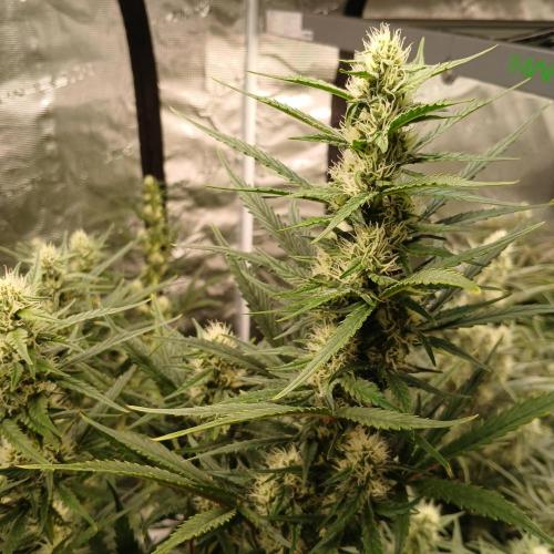 Forum Stomper x Grapewalker Kush-FREEBIE. Week 7 - Day 43