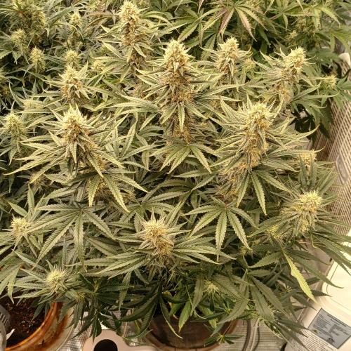 Dodgy Jammers. Week 9 - Day 59