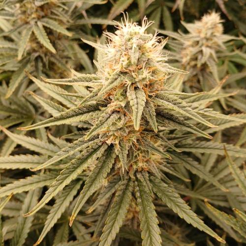 Dodgy Jammers. Week 9 - Day 59