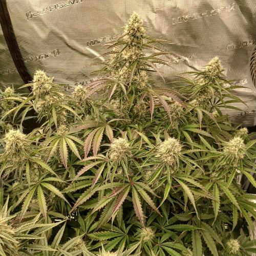 Beary Berry Punch. Week 7 - Day 48