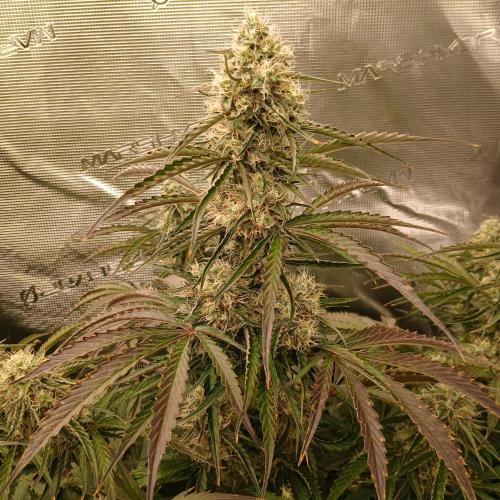 Beary Berry Punch. Week 7 - Day 48