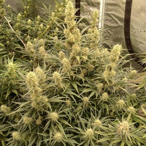 Skywalker x Ripley OG - FREEBIES. Week 7 - Day 45