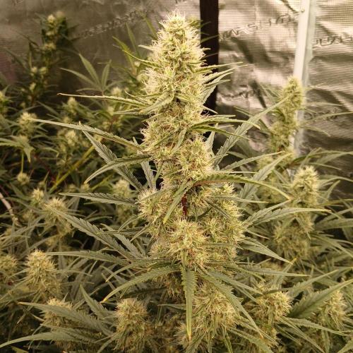 Skywalker x Ripley OG - FREEBIES. Week 7 - Day 45