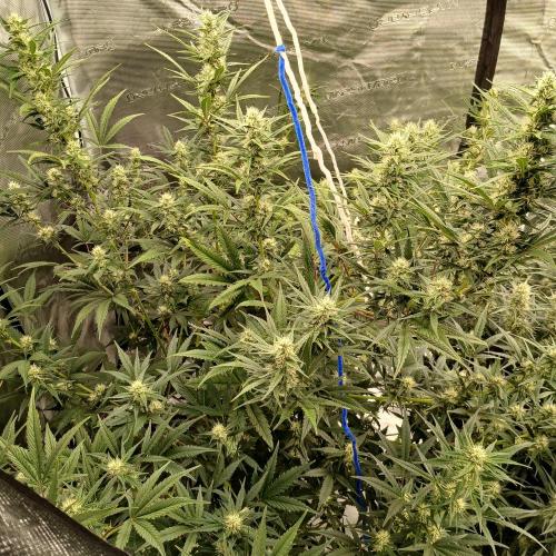 Forum Stomper x Grapewalker Kush-FREEBIE. Week 7 - Day 44
