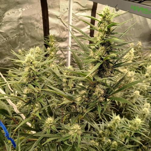 Forum Stomper x Grapewalker Kush-FREEBIE. Week 7 - Day 44