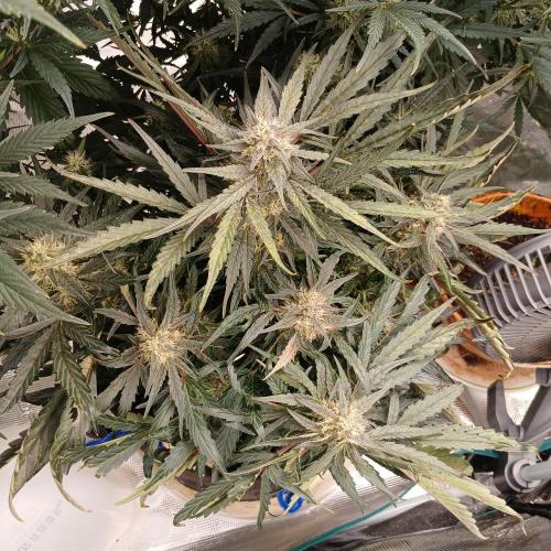 Mango Runtz. Week 8 - Day 50