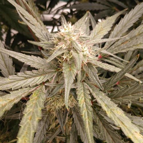 Mango Runtz. Week 8 - Day 50