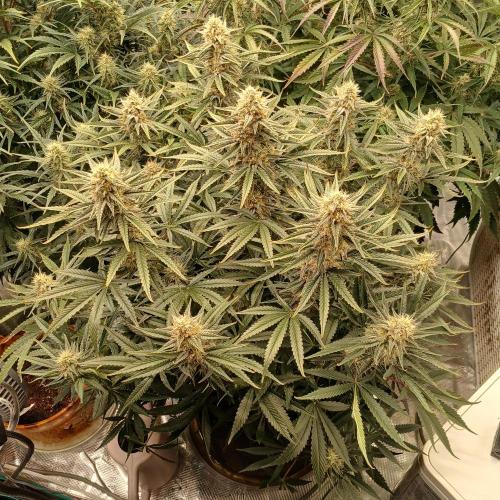 Dodgy Jammers. Week 9 - Day 60
