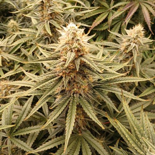 Dodgy Jammers. Week 9 - Day 60