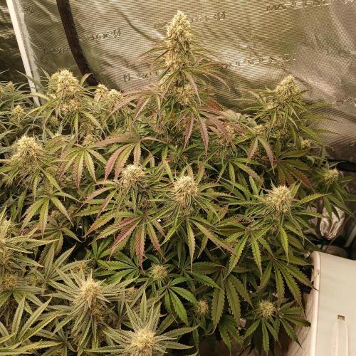 Beary Berry Punch. Week 7 - Day 49