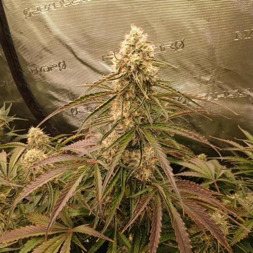 Beary Berry Punch. Week 7 - Day 49