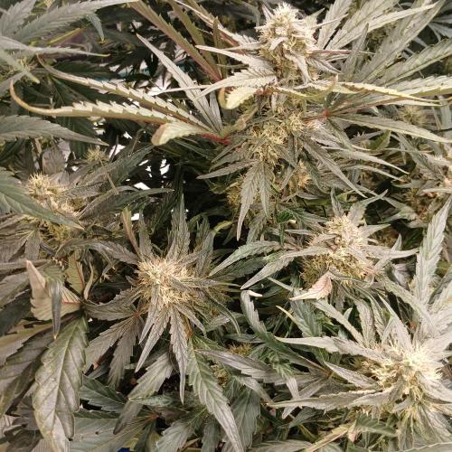 Mango Runtz. Week 8 - Day 51