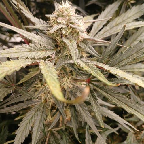 Mango Runtz. Week 8 - Day 51