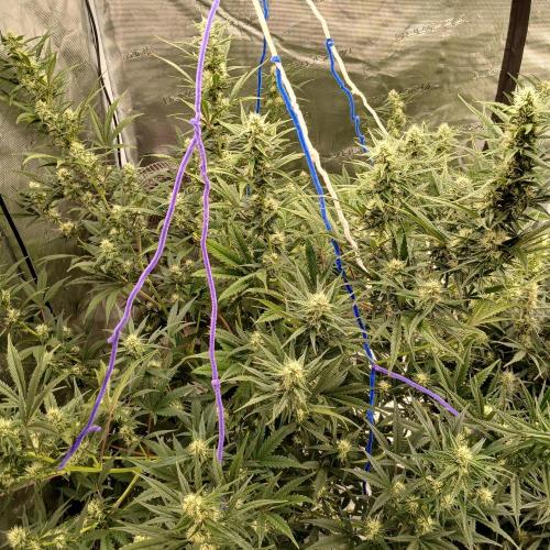 Forum Stomper x Grapewalker Kush-FREEBIE. Week 7 - Day 45