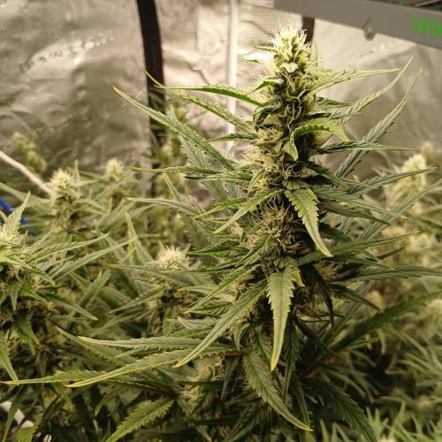 Forum Stomper x Grapewalker Kush-FREEBIE. Week 7 - Day 45