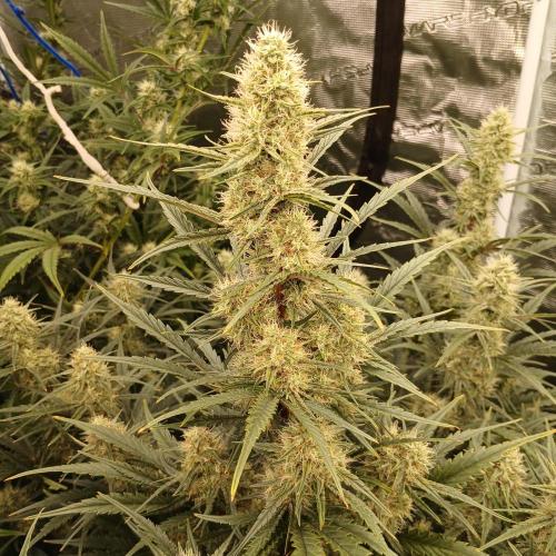 Skywalker x Ripley OG - FREEBIES. Week 7 - Day 46