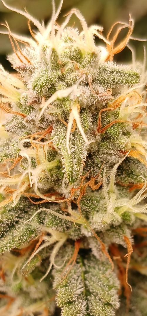 Dodgy Jammers. Week 9 - Day 60