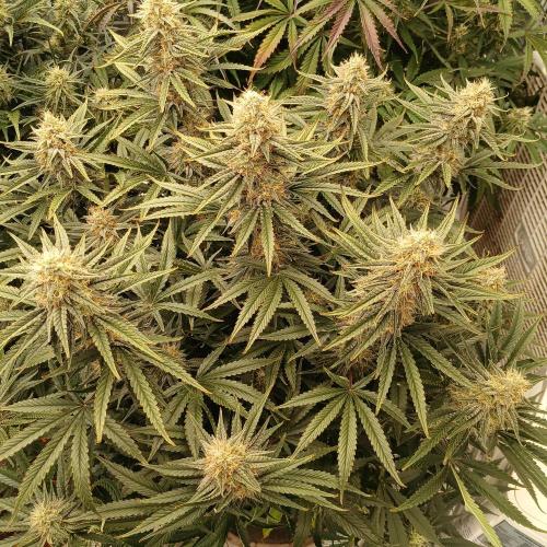 Dodgy Jammers. Week 9 - Day 61
