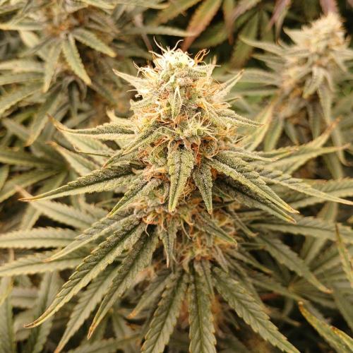 Dodgy Jammers. Week 9 - Day 61