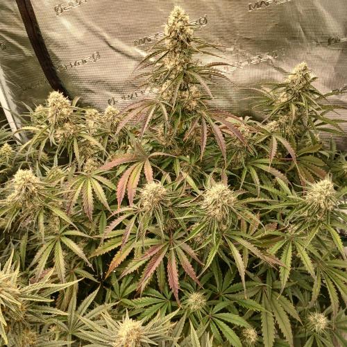 Beary Berry Punch. Week 8 - Day 50