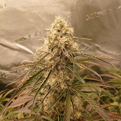 Beary Berry Punch. Week 8 - Day 50