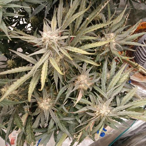 Mango Runtz. Week 8 - Day 52