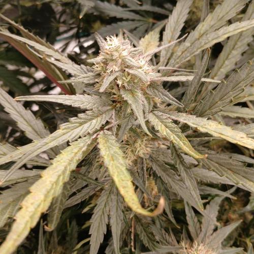 Mango Runtz. Week 8 - Day 52