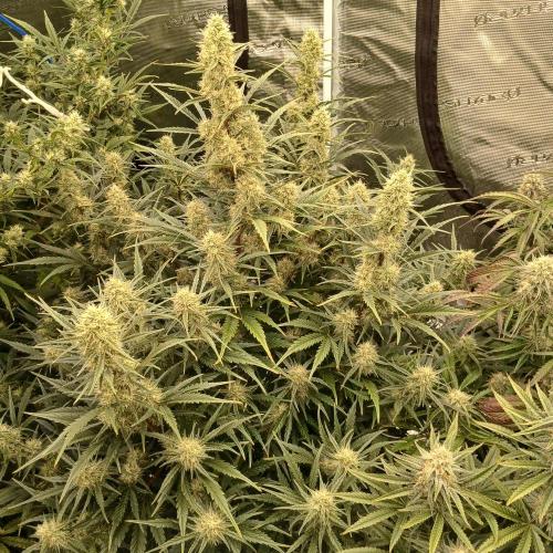 Skywalker x Ripley OG - FREEBIES. Week 7 - Day 47