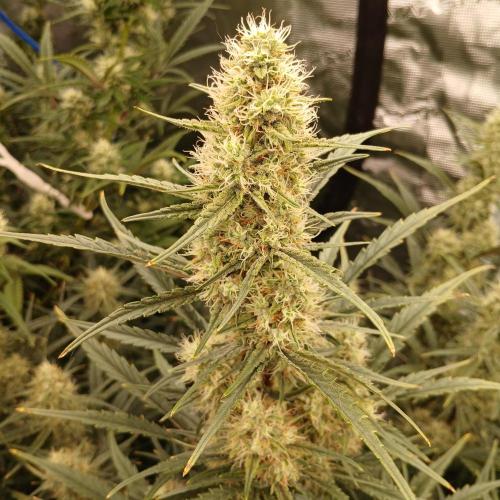 Skywalker x Ripley OG - FREEBIES. Week 7 - Day 47