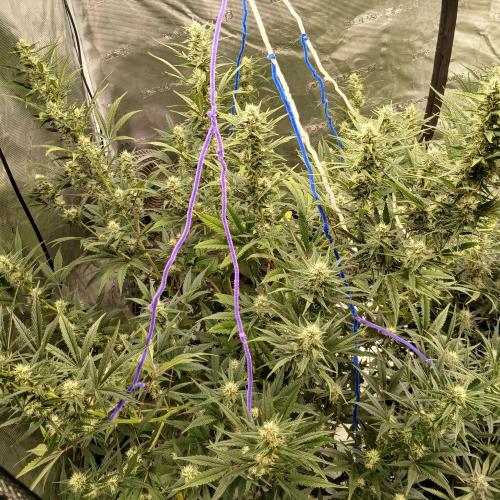 Forum Stomper x Grapewalker Kush-FREEBIE. Week 7 - Day 46