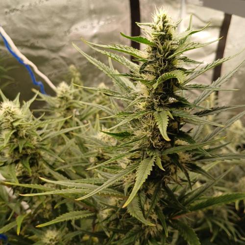 Forum Stomper x Grapewalker Kush-FREEBIE. Week 7 - Day 46