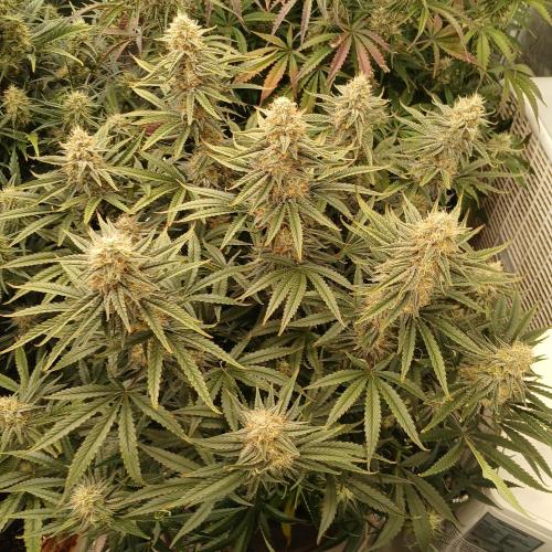 Dodgy Jammers. Week 9 - Day 62