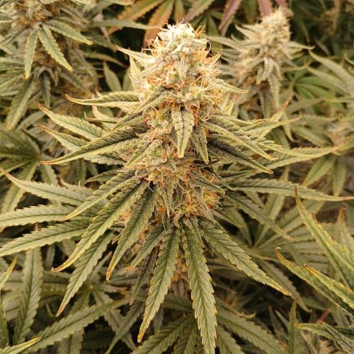 Dodgy Jammers. Week 9 - Day 62