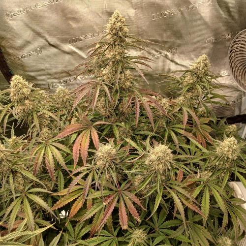 Beary Berry Punch. Week 8 - Day 51