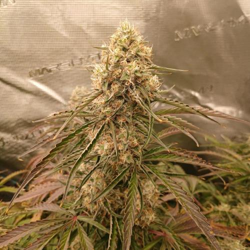 Beary Berry Punch. Week 8 - Day 51