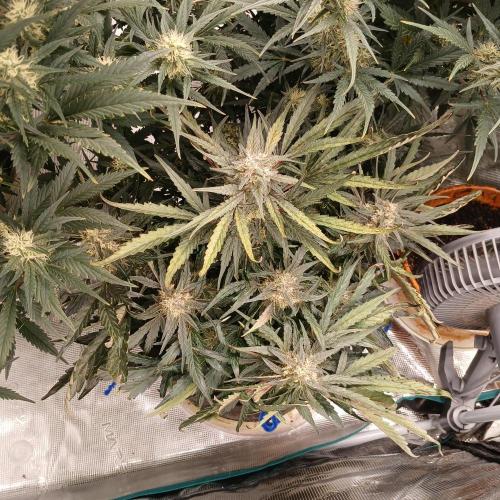 Mango Runtz. Week 8 - Day 53